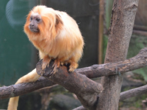 Olomoucká zoo plánuje stavbu vzdělávacího centra za 40 mil. Kč