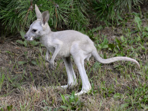 V Olomoucké zoo pečují o malého klokana, matka jej odvrhla