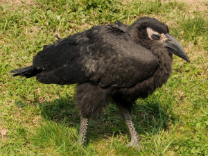 Mláďata zoborožce kaferského zrovna opouštěla zoo, když chovatelé našli nové vejce.