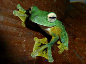 Češi objevili na Borneu dosud neznámé živočichy a rostliny