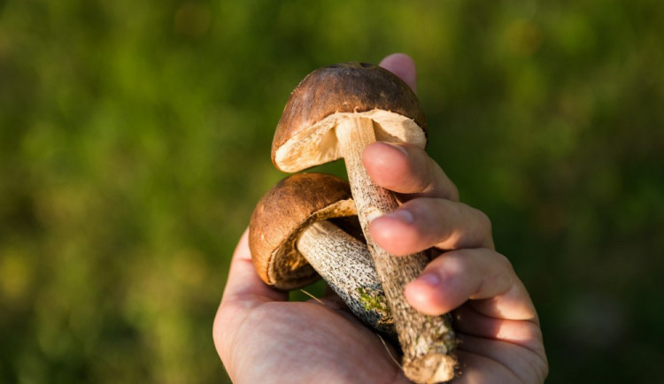 Letošní sezónu označuji mykologové jako nejhorší za poslední desítky let