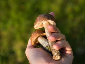 Letošní sezónu označuji mykologové jako nejhorší za poslední desítky let