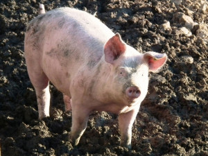 Pachatel se vloupal do zemědělského družstva, odnesl si čtyři prasata