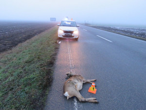 Řidiči před auto vběhla srna, i přes prudké brždění došlo ke střetu