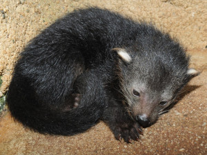 V olomoucké zoo se narodilo mládě binturonga