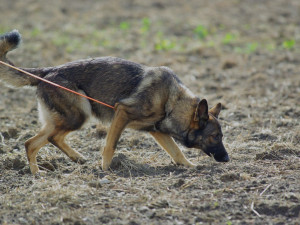 Policie hledala třiasedmdesátiletého seniora, do akce se zapojil psovod i policejní vrtulník