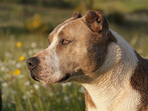 Pitbul napadl dvojici lidí na cyklostezce u Štarnova, první pomoc jim poskytl lékař v civilu