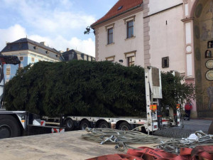 Na Horním náměstí už stojí vánoční stromeček. Pochází z Dubu nad Moravou a je vysoký 15 metrů