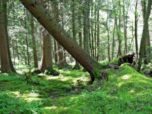 Hasiči kvůli silnému větru už druhý den odklízejí popadané stromy