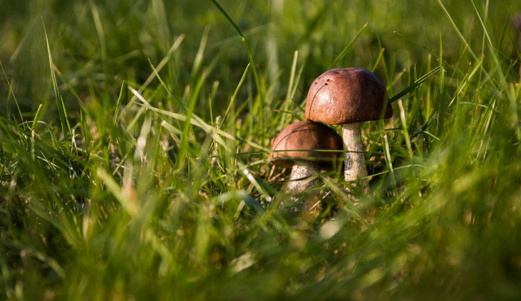 Houbaři v Olomouci a okolí mají smůlu. Nerostou a nerostou