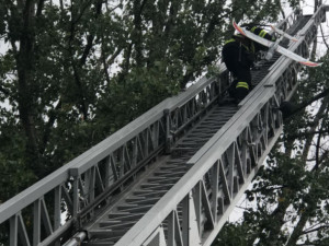 VIDEO: Hasiči sundávali ze stromu u silnice z Olomouce na Horku model letadla