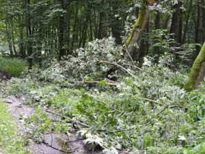 Hasiči likvidují následky silného větru. Mají už přes čtyřicet výjezdů