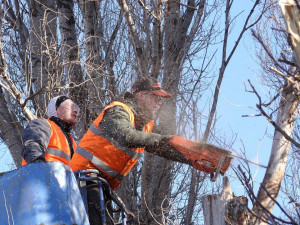 V olomouckých parcích se bude kácet přes třicet stromů