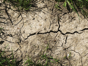 Teplé a slunečné počasí bude pokračovat, přírodu trápí málo srážek