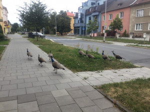 FOTO: Strážníci řešili v posledních týdnech několik oznamení týkajících se pohybu pávů po městě