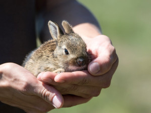 Roztomilost, kam se podíváš. Na Floře se bude konat Celostátní chovatelská výstava mláďat