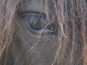 Strážníci chytali v ulicích města poníky, kteří utekli ze zahrady