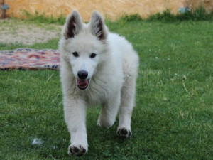 Zloděj přelezl plot a ze zahrady ukradl štěně bílého švýcarského ovčáka. Hrozí mu tři roky vězení