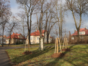 V olomouckých parcích se pracuje na obnově zeleně. Na jaře bude zahájena druhá etapa