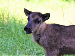 FOTO/VIDEO: V olomoucké zoo se narodili malí sobi. Podívejte se