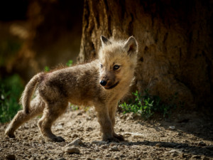 Soutěž o nejhezčí fotku mláděte z olomoucké zoo je v plném proudu. Podívejte se na soutěžící