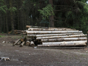 Zloděj rozřezal a ukradl třicetimetrové stromy. Hrozí mu dva roky ve vězení