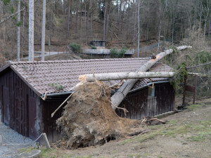 V olomoucké zoo byly po vichřici vysázeny tisíce stromů, pomáhala velká spousta dobrovolníků