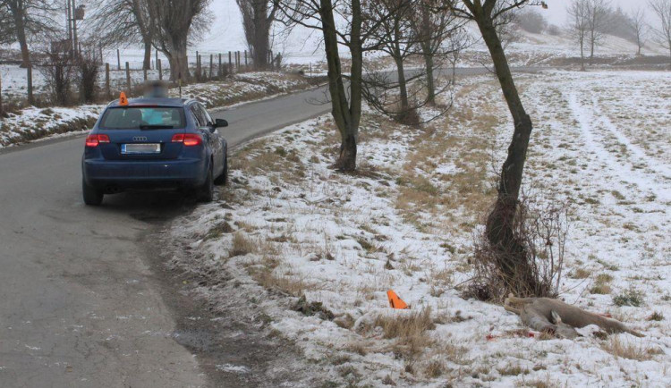 Řidiči se nepodařilo zabránit střetu se srnou. Zvíře nehodu nepřežilo