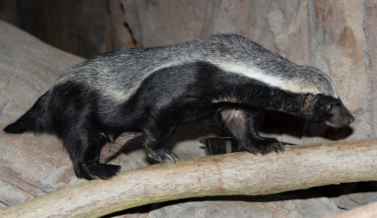 Olomoucká zoo počítá loňské úspěchy i škody z vichřice