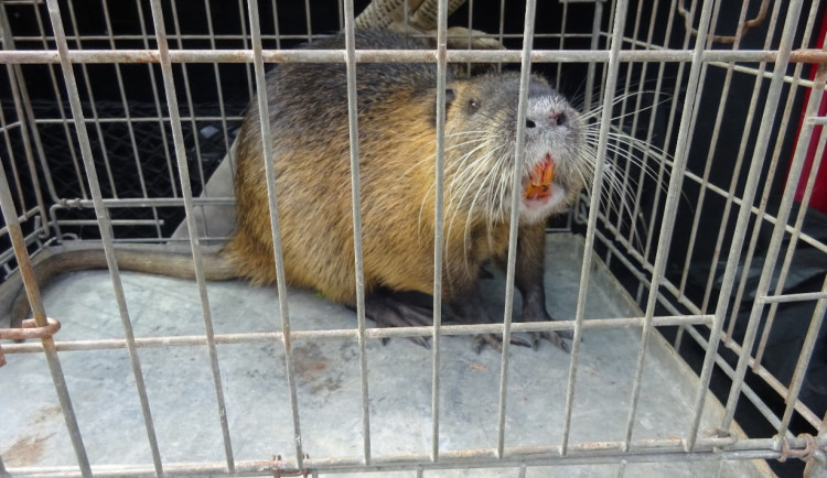 Žena se bála bobra na své zahradě. Strážníci nakonec odchytili nutrii