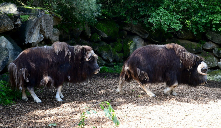 FOTO: Do olomoucké zoo se po dvou letech vrátili pižmoni. Návštěvníci už se na ně můžou podívat