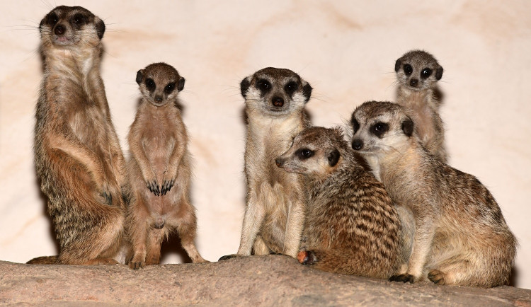 FOTO: V olomoucké zoo se narodila tři mláďata oblíbených surikat