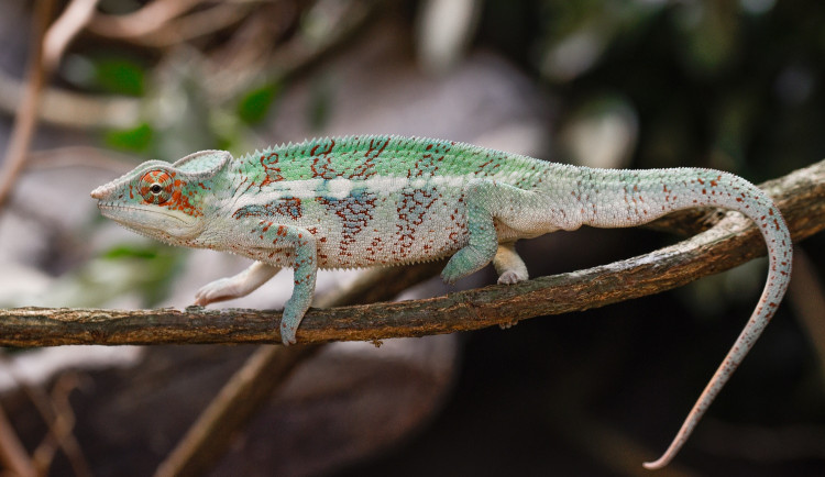 V olomoucké zoo mohou návštěvníci nově vidět chameleona pardálího