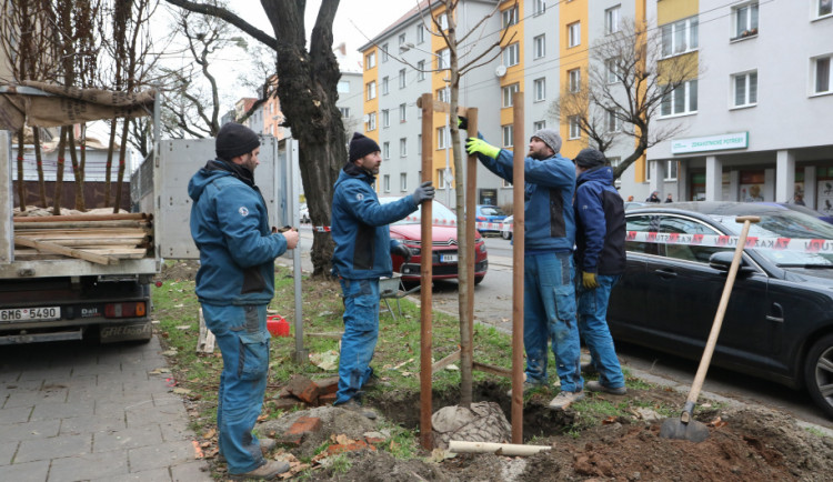 Nalezené kabely byly nefunkční, akáty na Masarykově třídě jsou tak už vysazeny