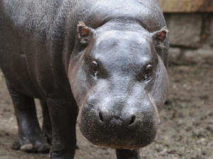 Zoo Olomouc se rozloučila s 36letou hrošicí liberijskou jménem Blanka