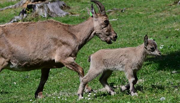 Olomoucká zoo se stává klenotem chovu vzácných kozorožců kavkazských a vede evropskou plemennou knihu