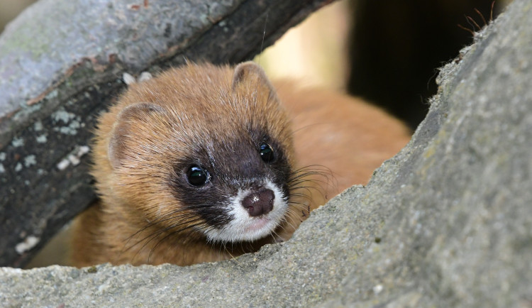 V Zoo Olomouc opět k vidění kolonoky, dlouho očekávaný návrat druhu