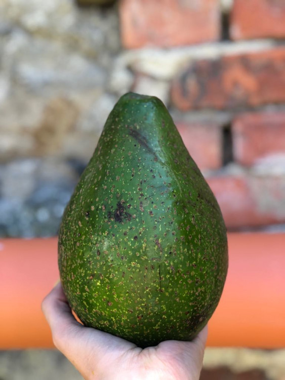 Jackfruit, baby banány nebo drink z cukrové křtiny. Olomoučané v neděli ochutnávali Afriku