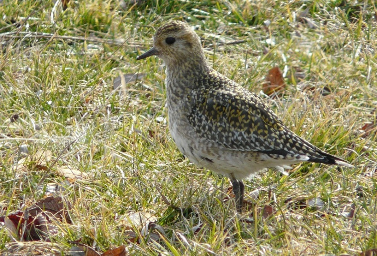 FOTOGALERIE: Jaro se hlásí