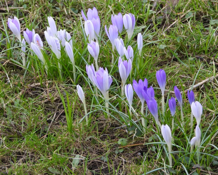 FOTOGALERIE: Jaro se hlásí