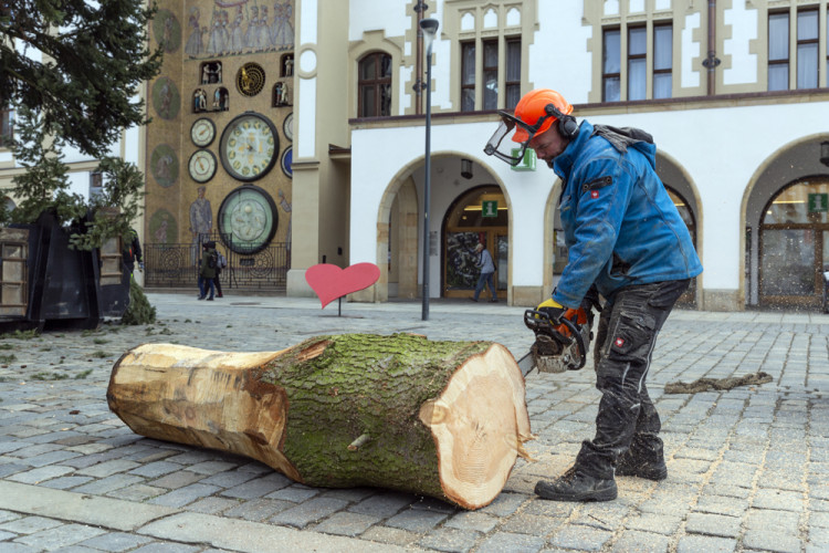 Zase za rok. Vánoční strom už v centru Olomouce nestojí, kmen zpracují řezbáři