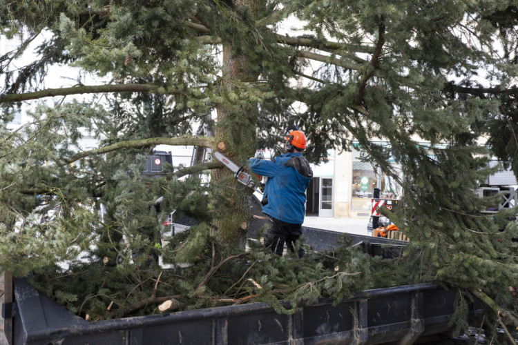 Zase za rok. Vánoční strom už v centru Olomouce nestojí, kmen zpracují řezbáři