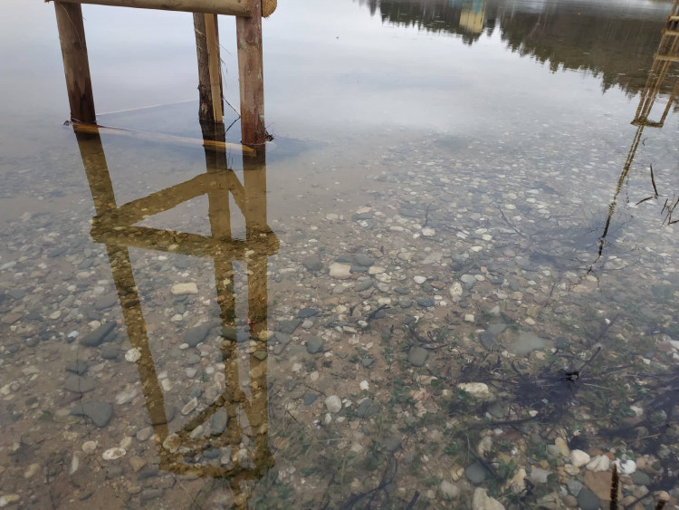 FOTOGALERIE: Nové vrby na Plumlovské přehradě