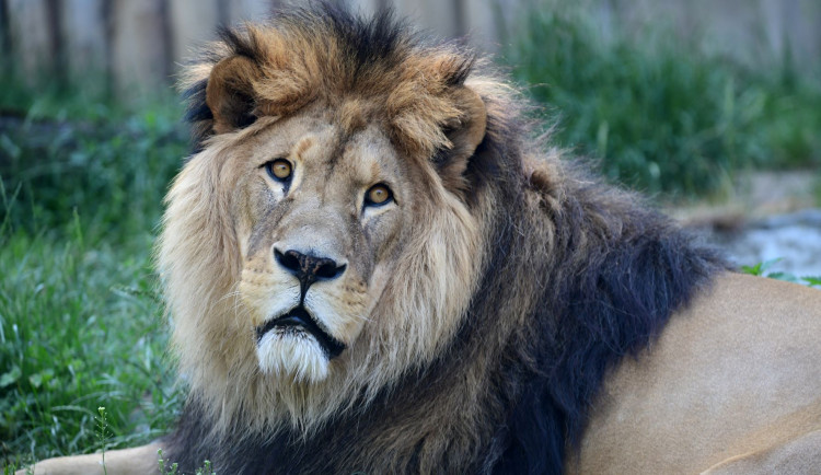 FOTOGALERIE: Šimon se do olomoucké zoo vrátí, čeká ho preparace